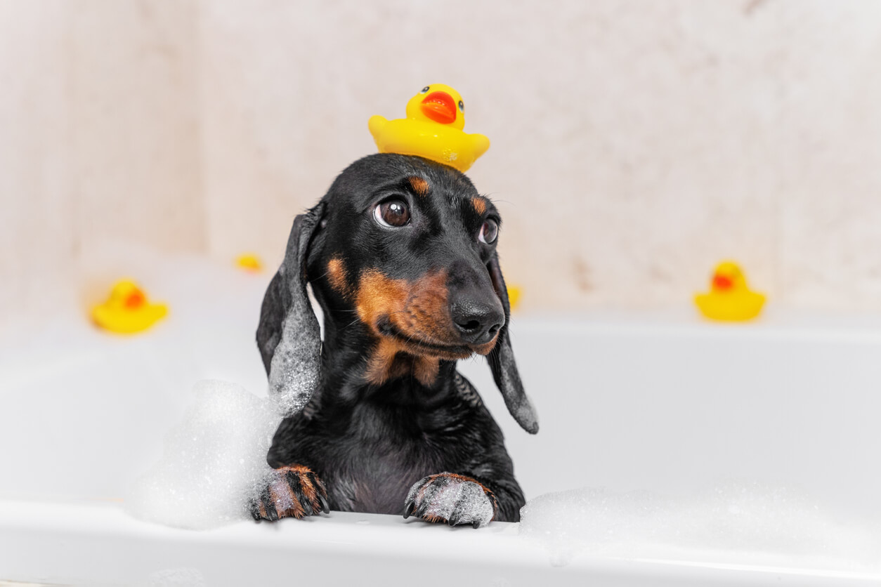 Dachshund puppy with yellow ducky on his head while having a bubble bath 